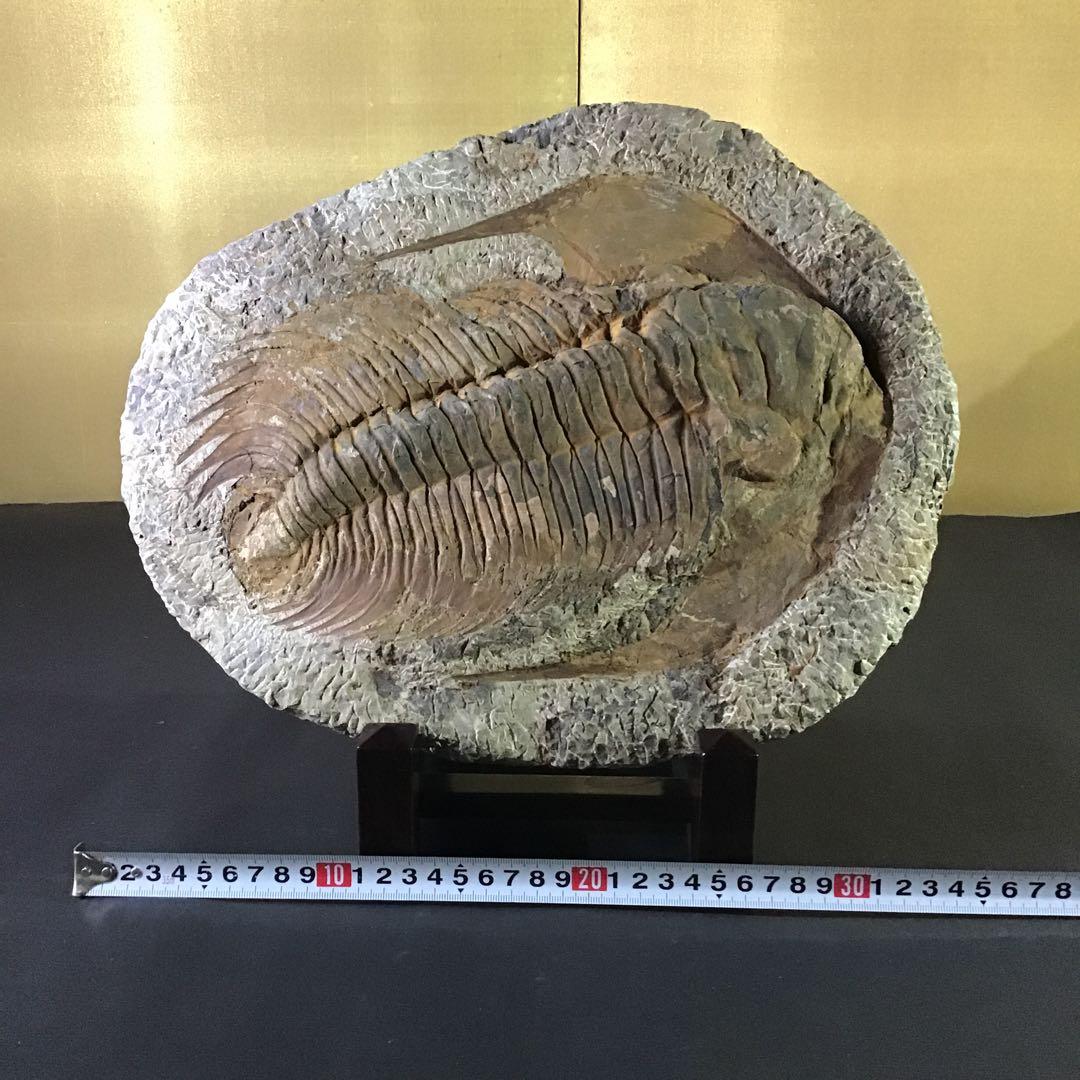 特大￼w 35㎝4kg 三葉虫化石￼ 古生代の重要な示準化石￼