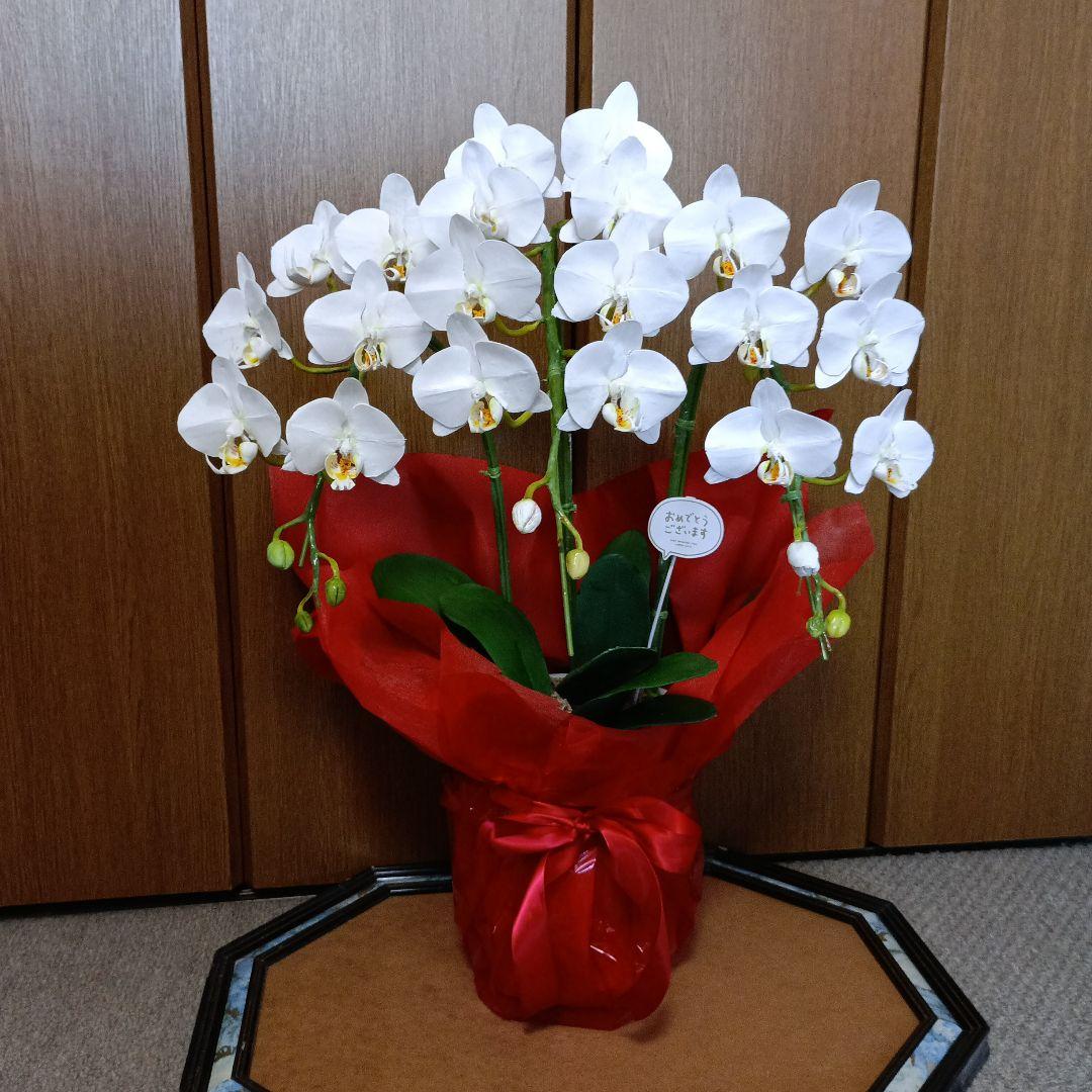 専用　3本立ちホワイト胡蝶蘭　クレイフラワー樹脂粘土