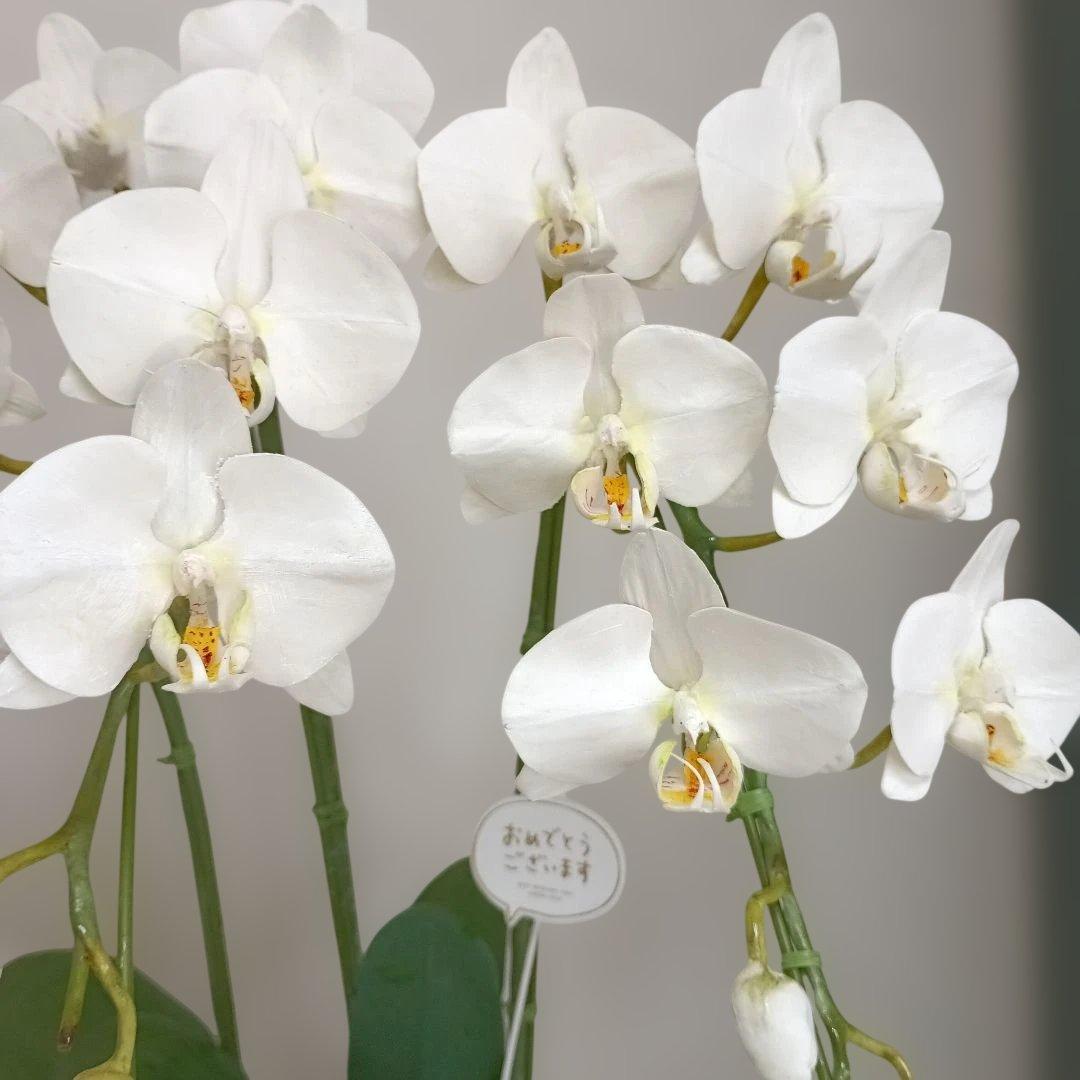 専用　3本立ちホワイト胡蝶蘭　クレイフラワー樹脂粘土