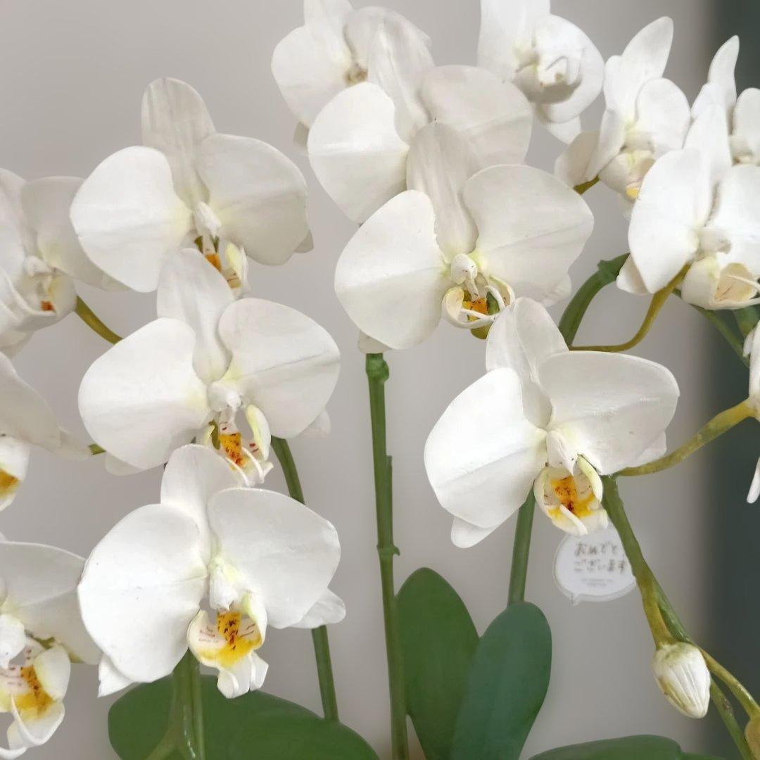 専用　3本立ちホワイト胡蝶蘭　クレイフラワー樹脂粘土