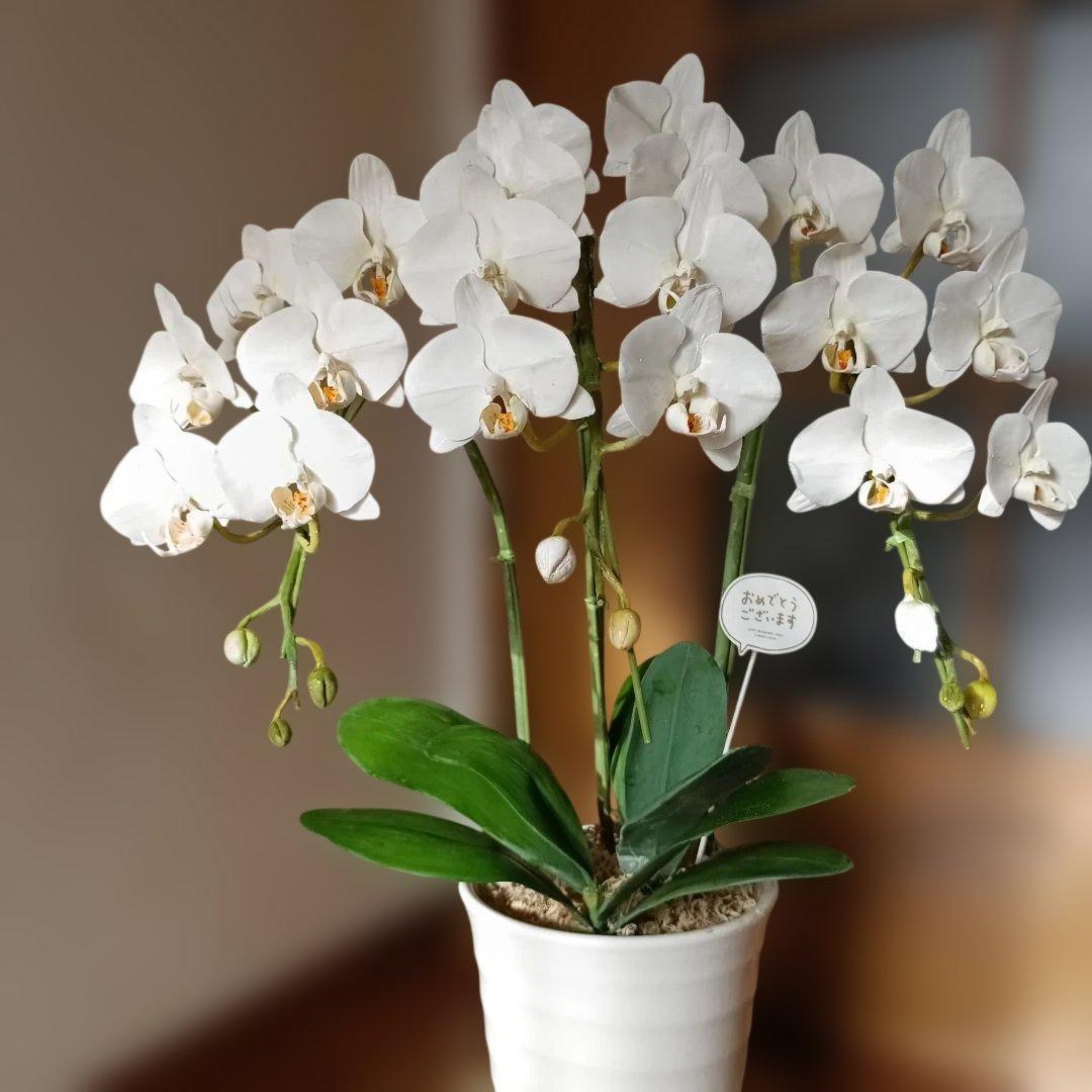 専用　3本立ちホワイト胡蝶蘭　クレイフラワー樹脂粘土