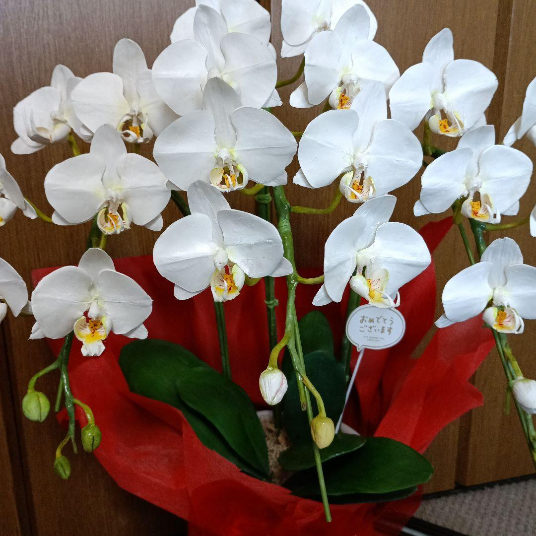 専用　3本立ちホワイト胡蝶蘭　クレイフラワー樹脂粘土