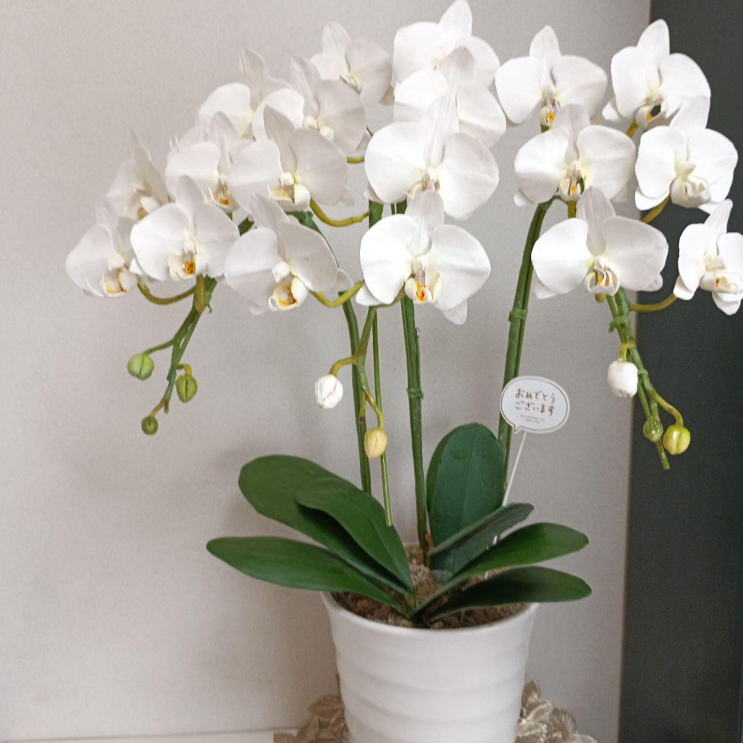 専用　3本立ちホワイト胡蝶蘭　クレイフラワー樹脂粘土