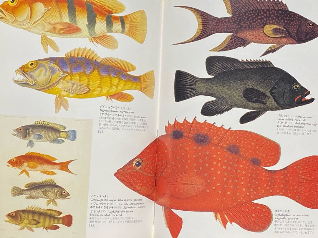 世界大博物図鑑（平凡社）全5巻