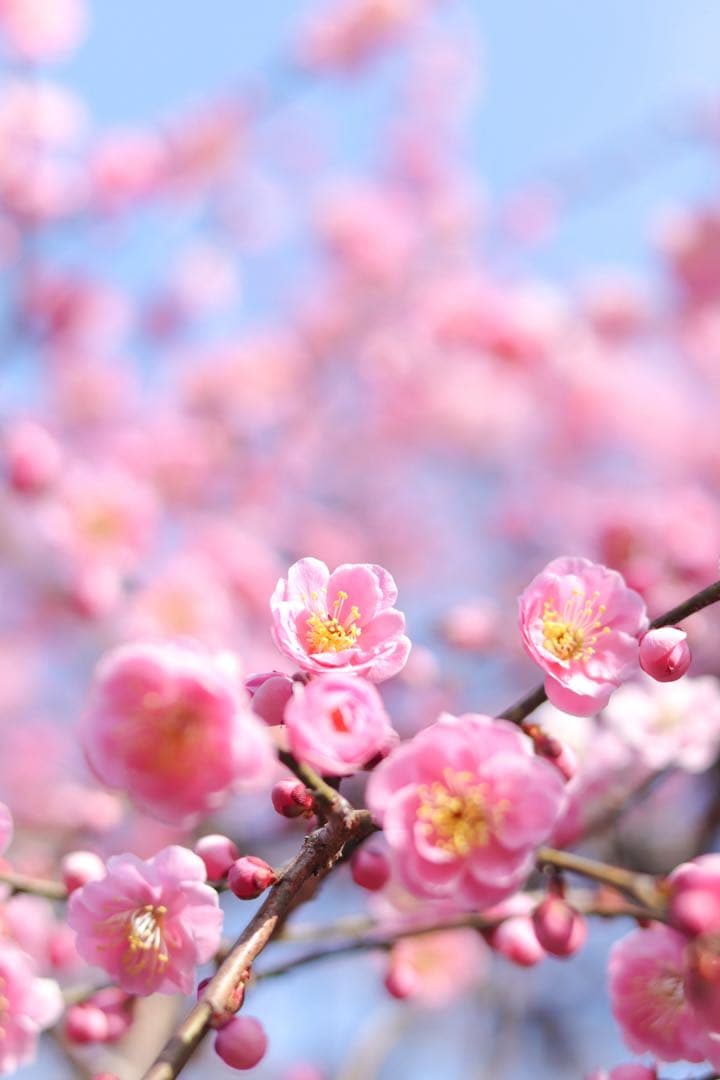 【みってぃ】Canon EF50mm f/1.8STM