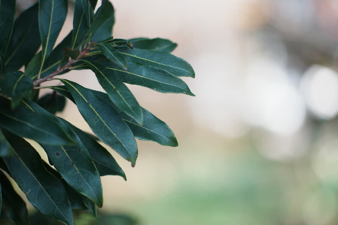 【整備＆テスト済】Nikon New Nikkor 105mm F2.5 433