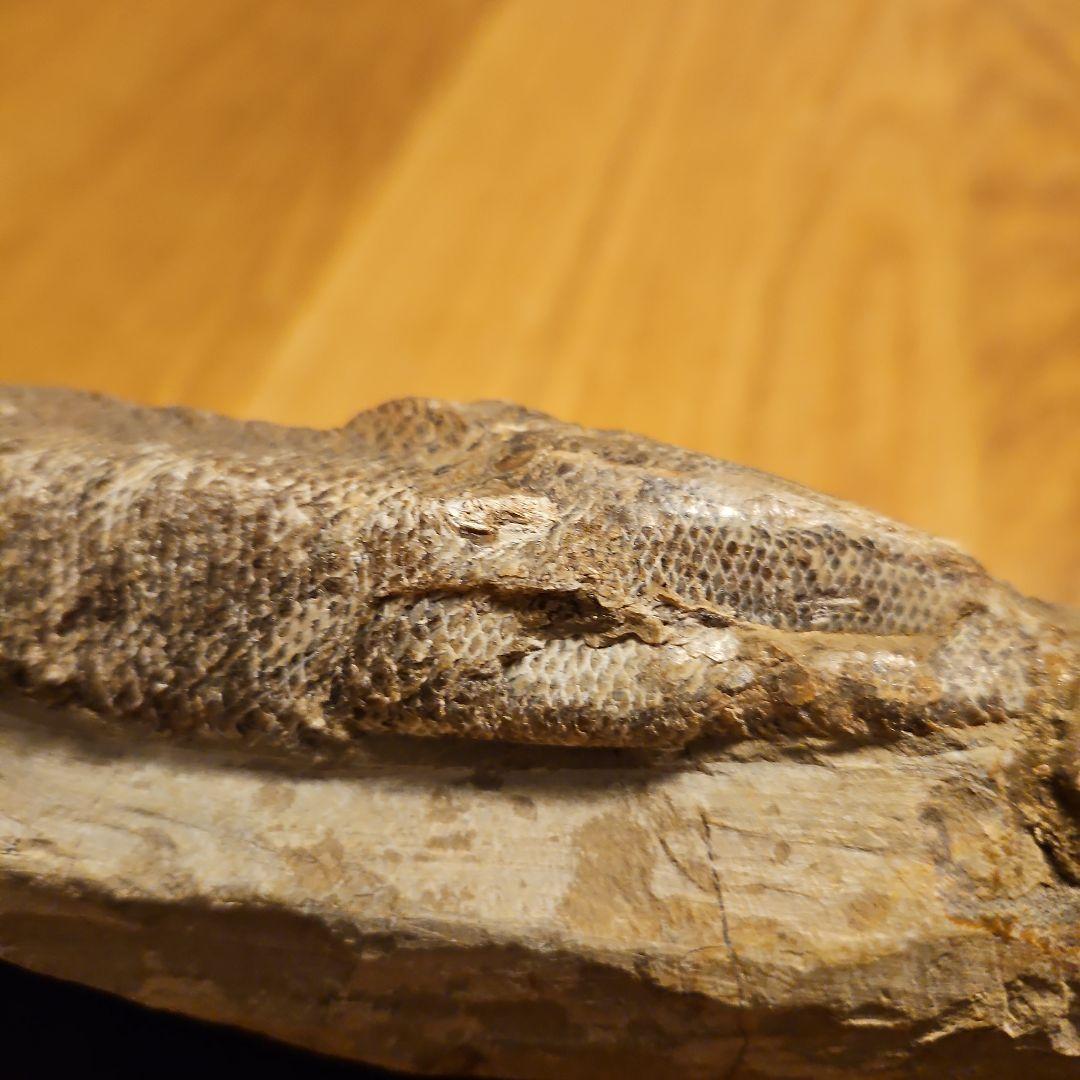 ラコレピス 結晶化の進んだ魚類の化石 台座付き