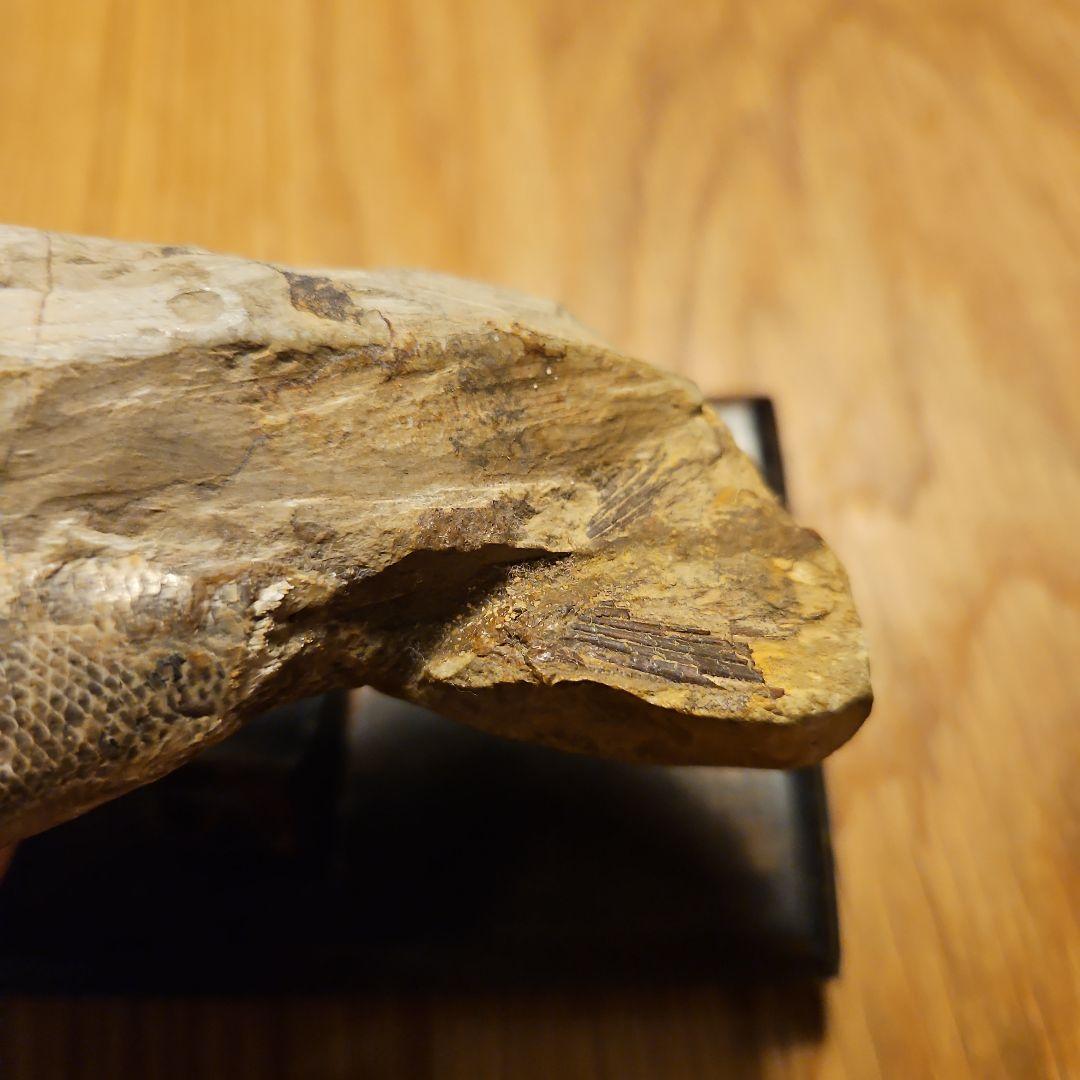 ラコレピス 結晶化の進んだ魚類の化石 台座付き