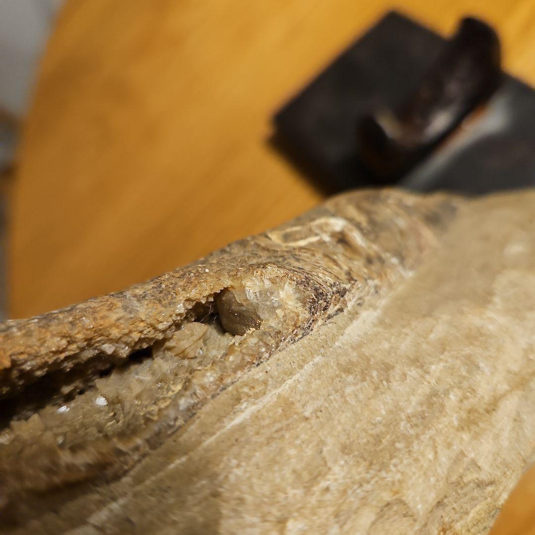 ラコレピス 結晶化の進んだ魚類の化石 台座付き