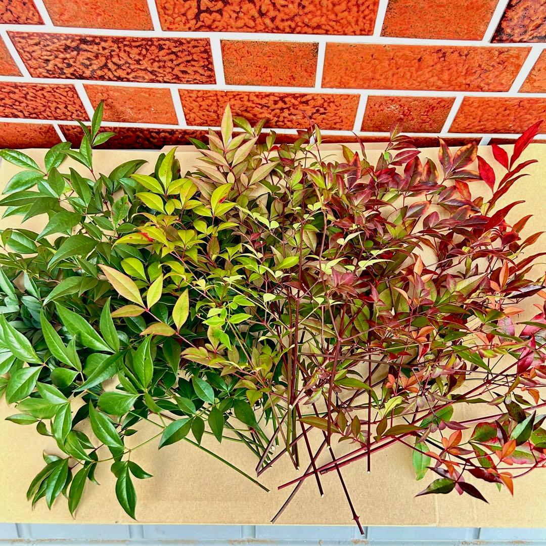 Mammyさま専用 超特大一対 門松 ハンドメイド 自然栽培