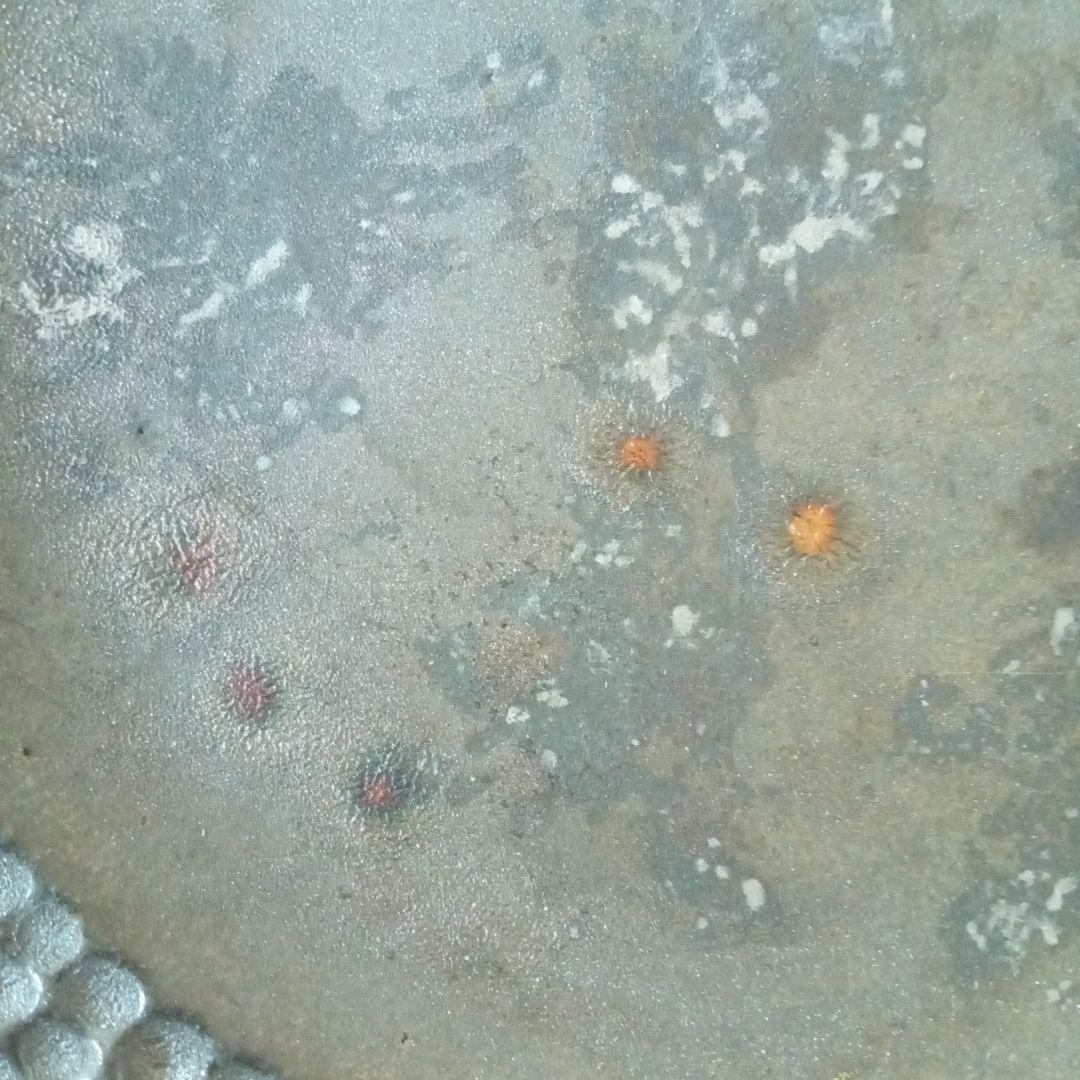 加藤あゐ　平皿　丸皿　黒結晶水玉皿　白　2枚セット