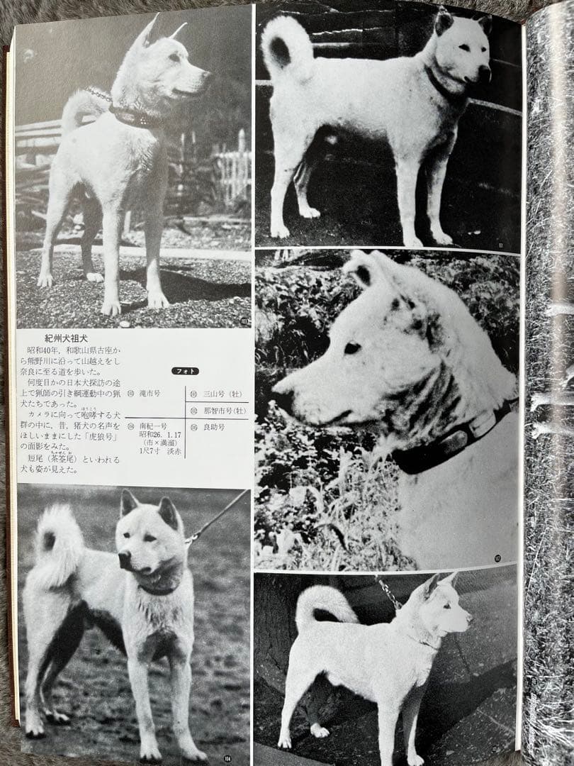 天然記念物　日本犬　（希少学術書）