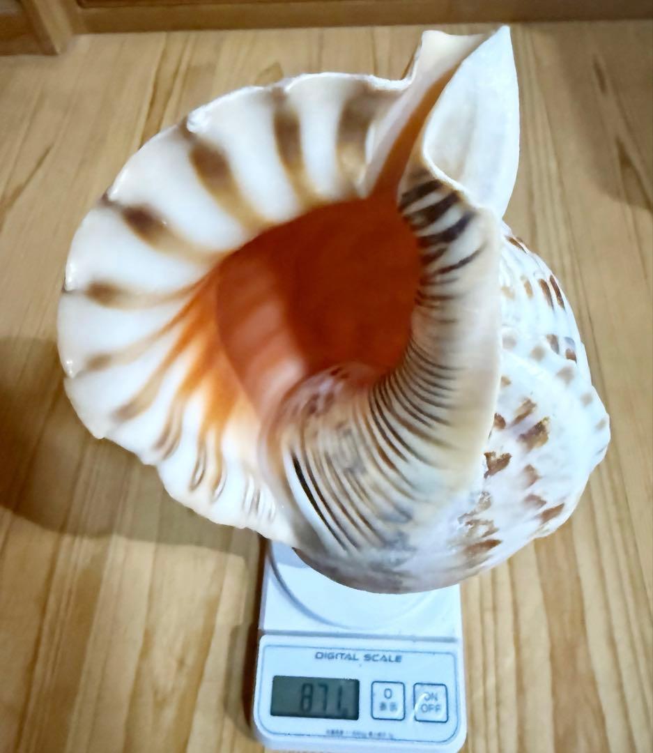 コンパクト肉厚修験道法螺貝　山伏　密教　熊よけ　魔除け❣️ホラガイ　ほら貝