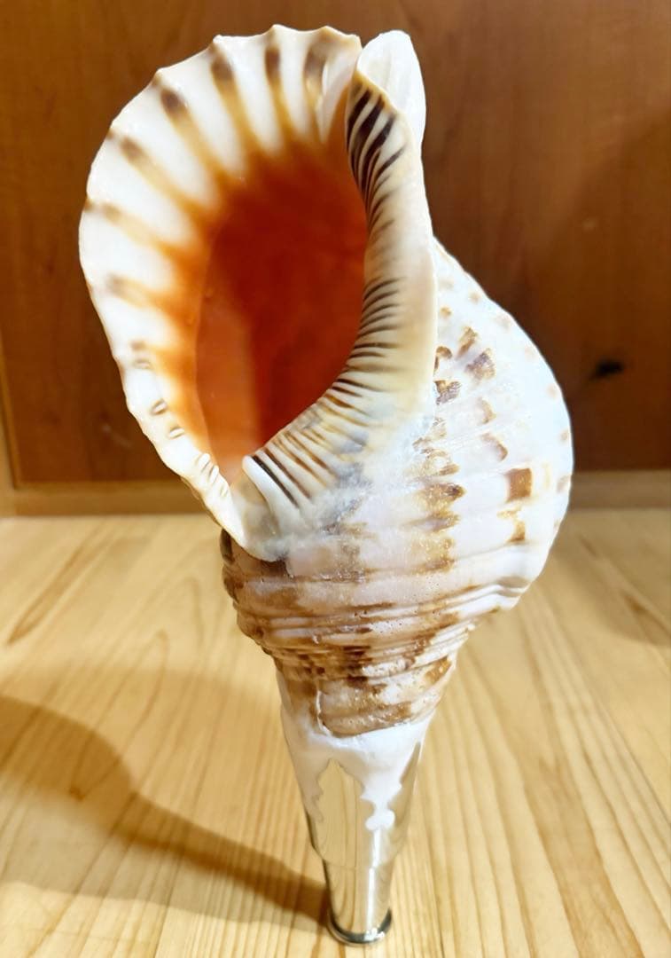 コンパクト肉厚修験道法螺貝　山伏　密教　熊よけ　魔除け❣️ホラガイ　ほら貝