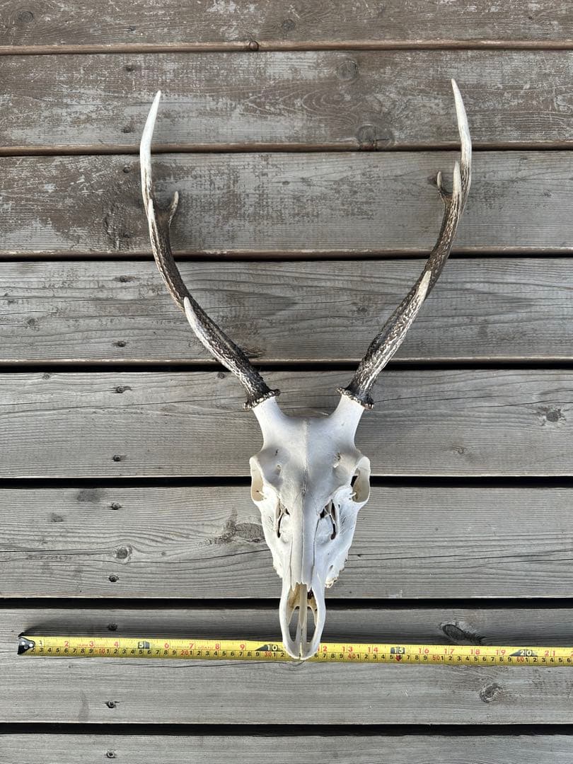 K.J ハンティングトロフィー