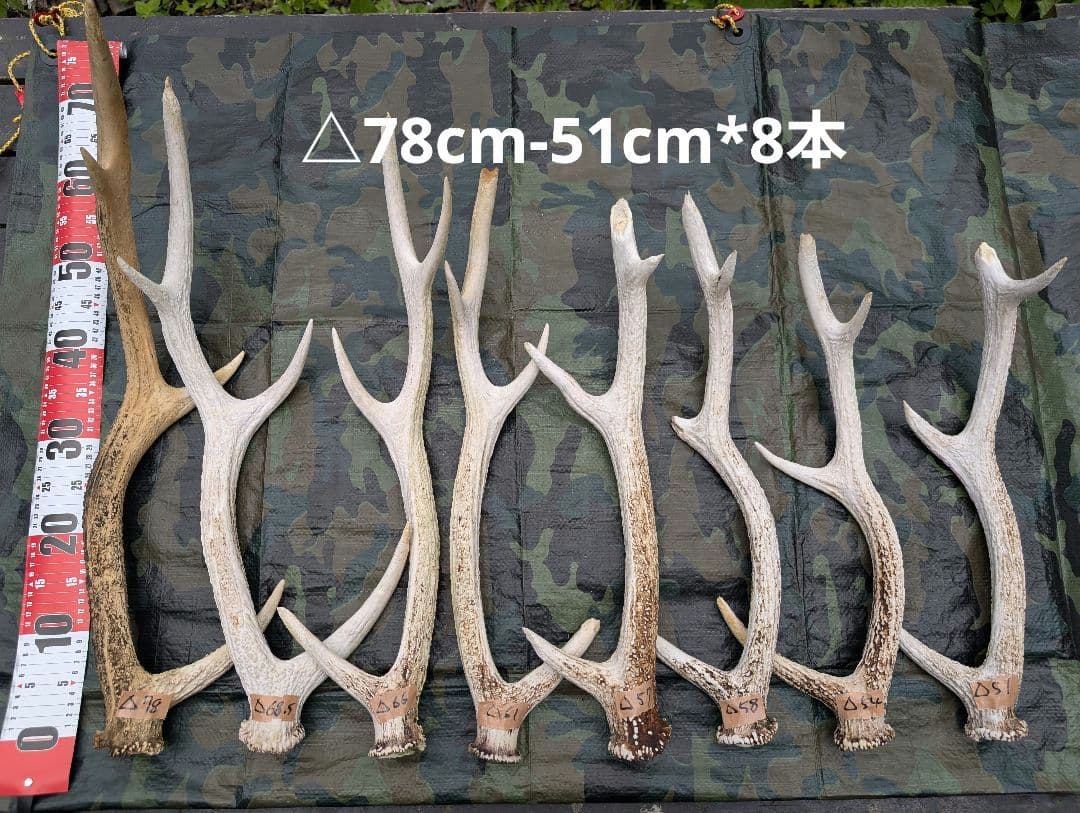 蝦夷鹿の落ち角「※29本セット」