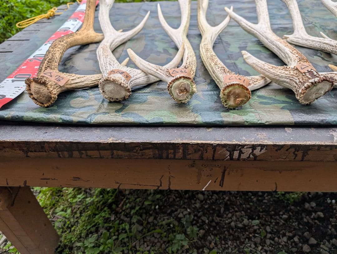 蝦夷鹿の落ち角「※29本セット」