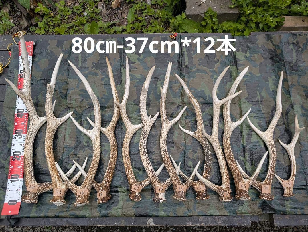 蝦夷鹿の落ち角「※29本セット」
