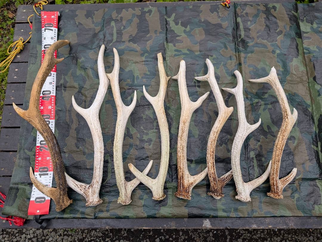 蝦夷鹿の落ち角「※29本セット」