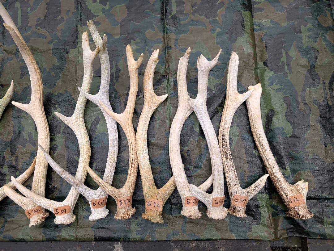 蝦夷鹿の落ち角「※29本セット」