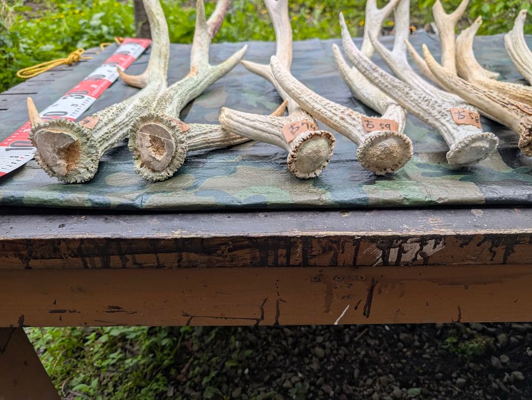 蝦夷鹿の落ち角「※29本セット」