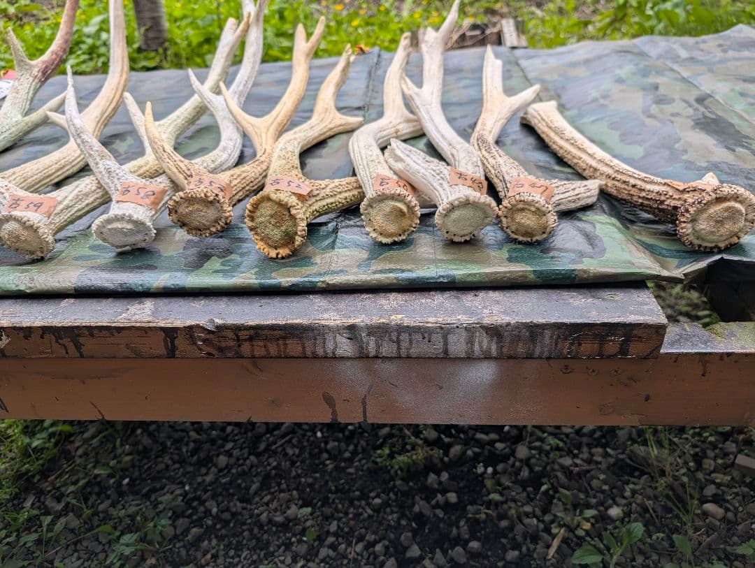 蝦夷鹿の落ち角「※29本セット」