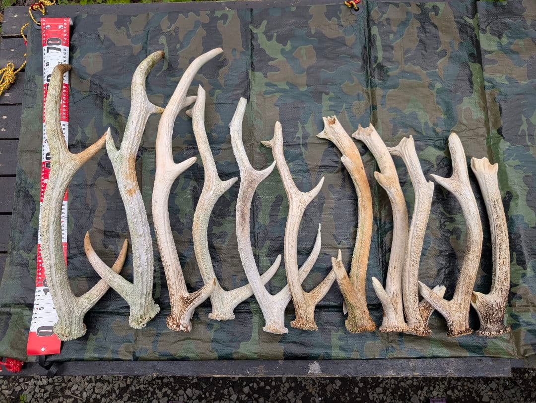 蝦夷鹿の落ち角「※29本セット」