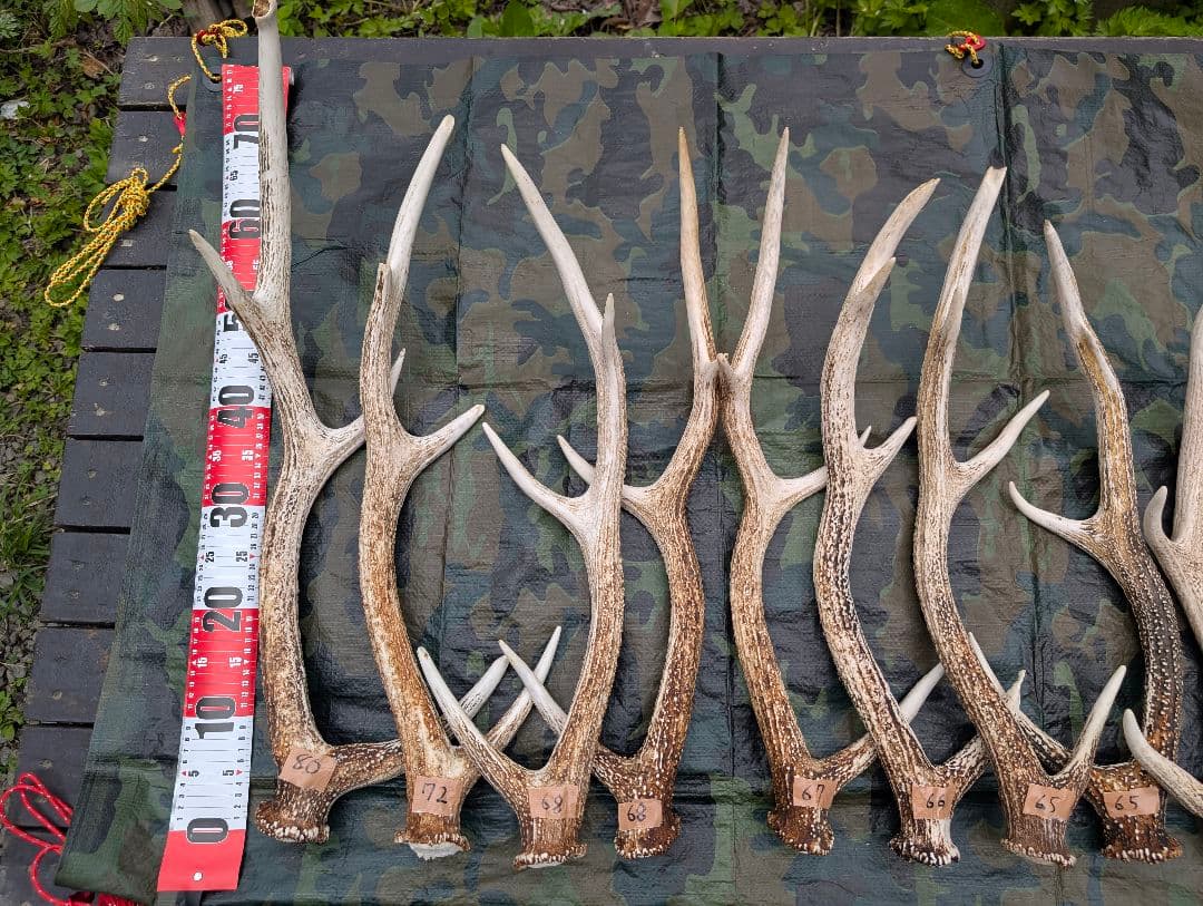 蝦夷鹿の落ち角「※29本セット」