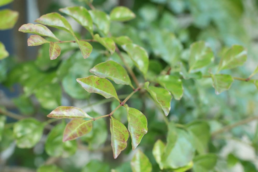 美品 輸出用レア minolta MC ROKKOR-X 50mm f1.4