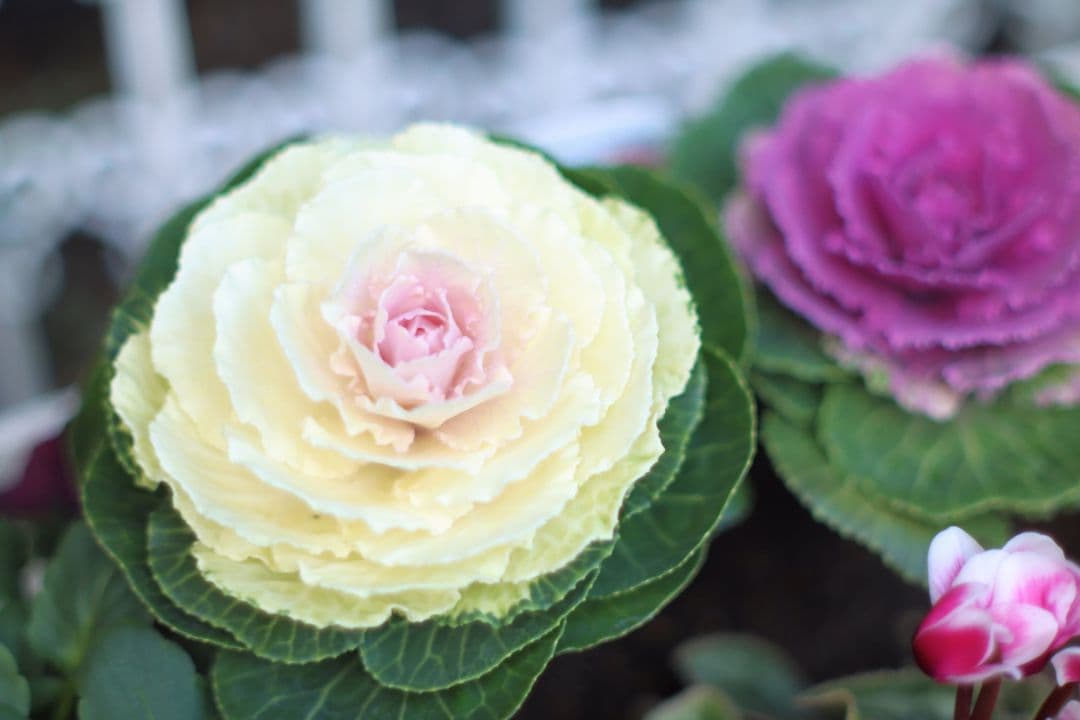 美品 輸出用レア minolta MC ROKKOR-X 50mm f1.4