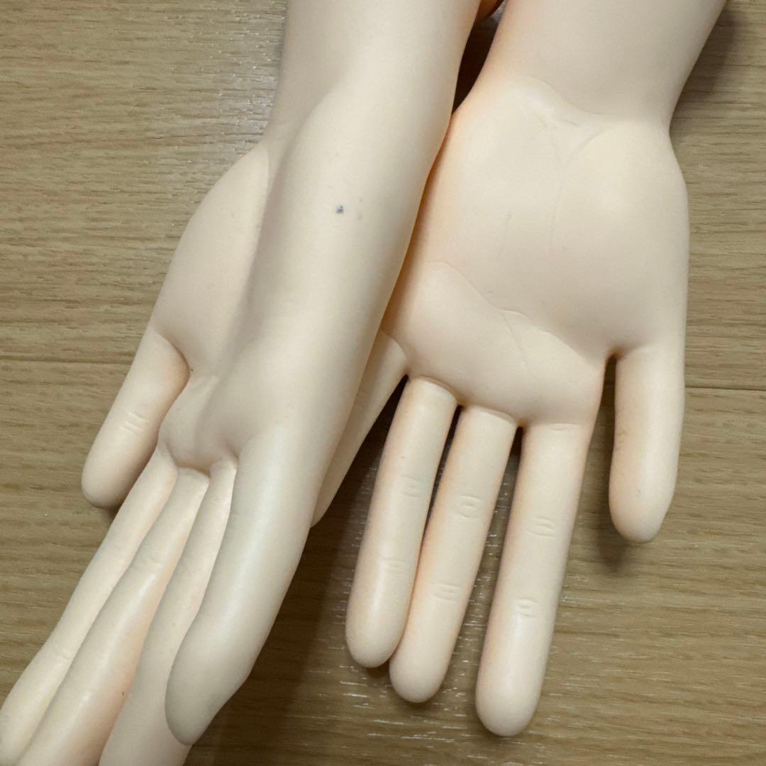 シャレドワ 検定セット ハンドモデル付き