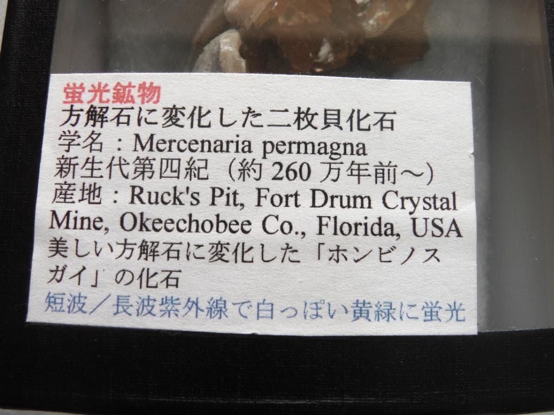 m盆・・・さま専用：方解石化した二枚貝の化石 カルサイト 鉱物標本 蛍光鉱物