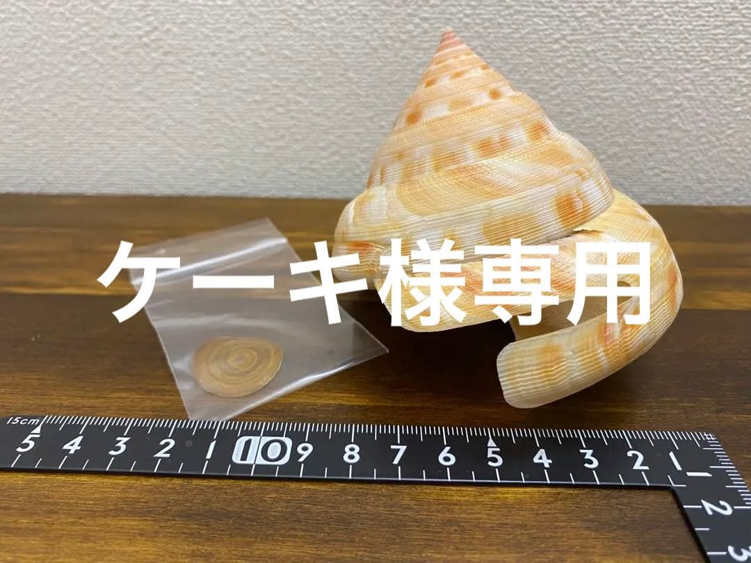 アンシュウオキナエビス特大　95ミリ　蓋付き、 データ付き