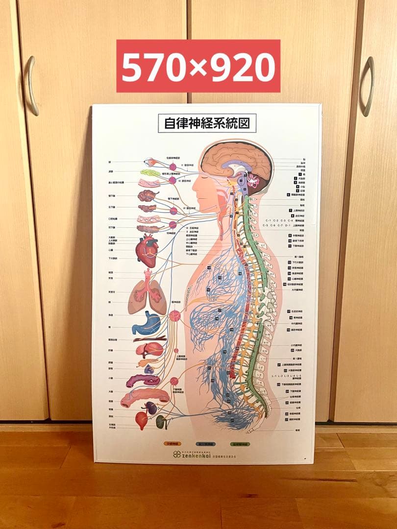 自律神経系統図　人体神経系統図　おまけ付き