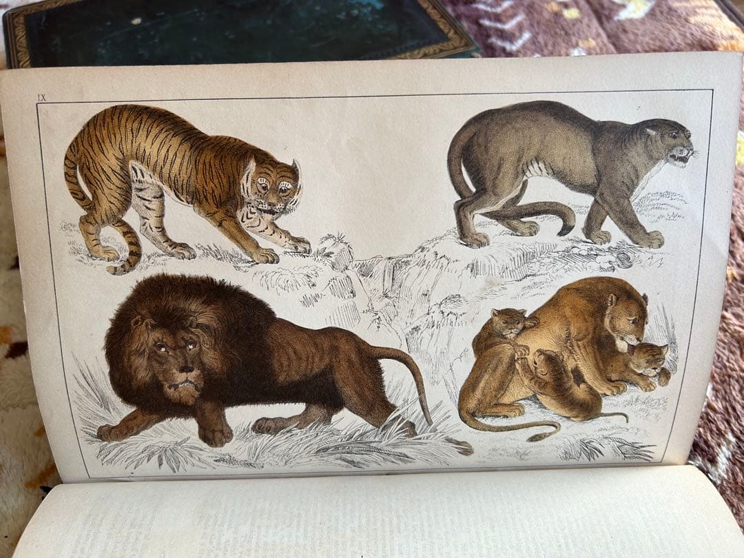 洋書 History of the Earth & Animated Nature