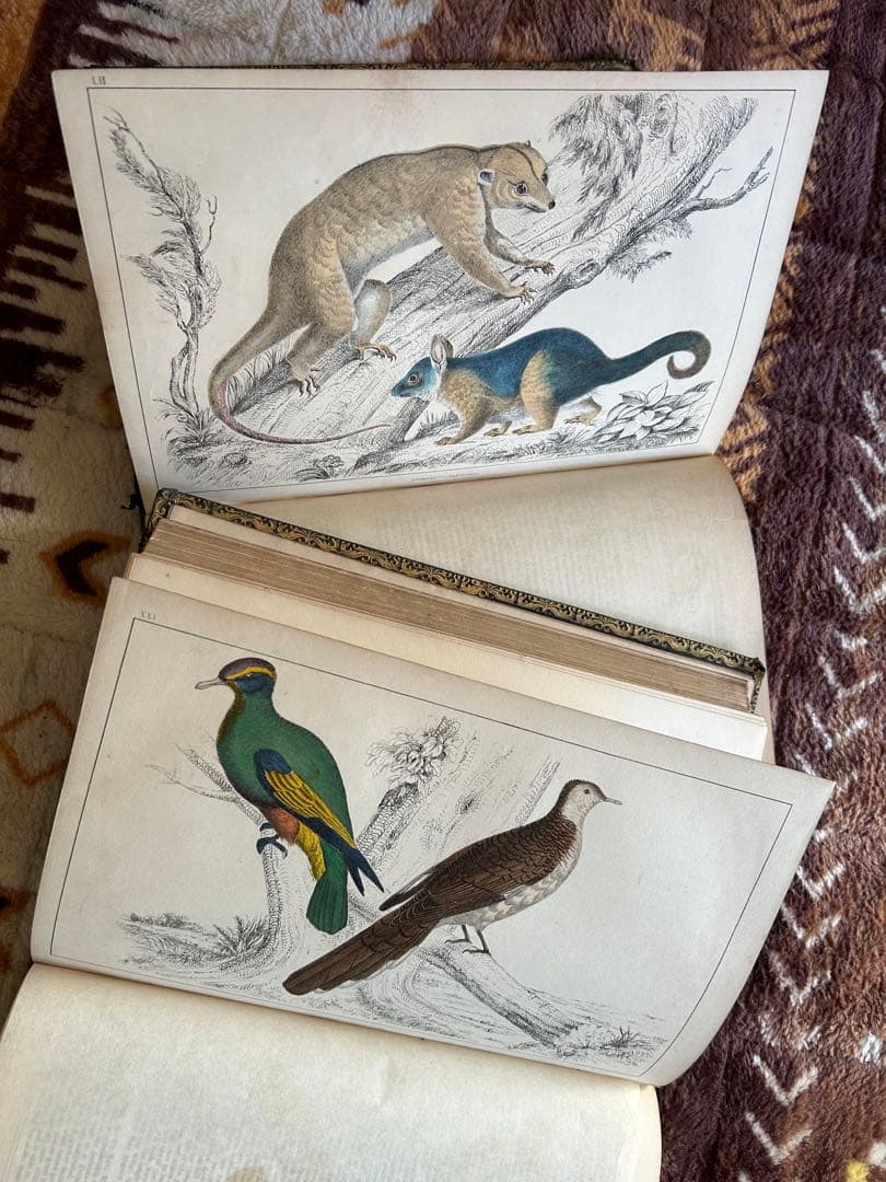 洋書 History of the Earth & Animated Nature