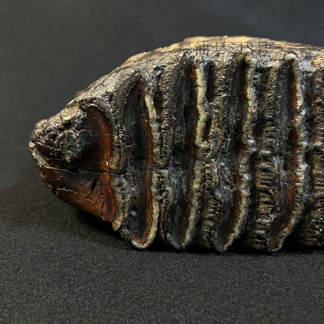 ナウマンゾウ　臼歯　化石