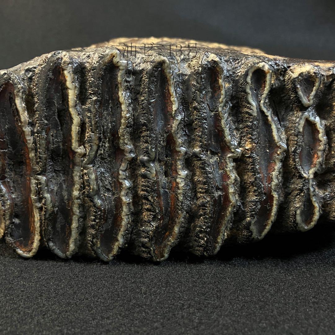 ナウマンゾウ　臼歯　化石