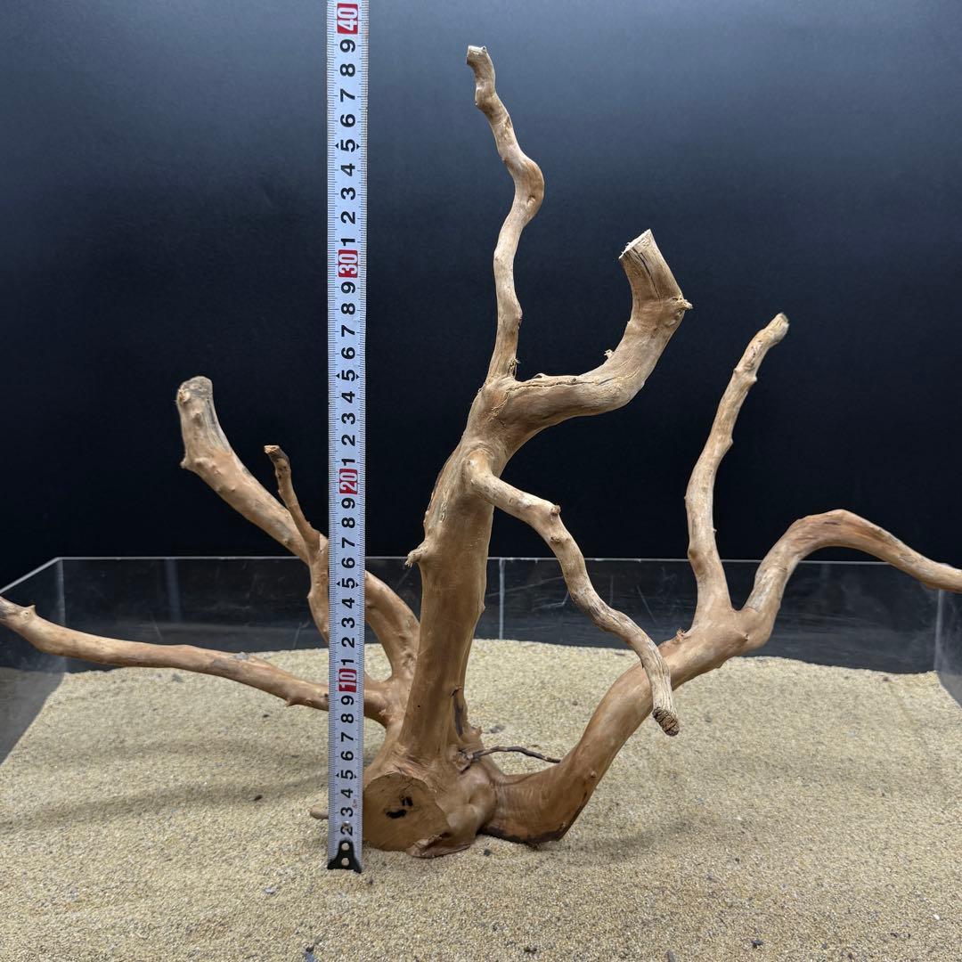 MDW-6785 MDW-6999 特大ブランチウッド　流木　枝流木