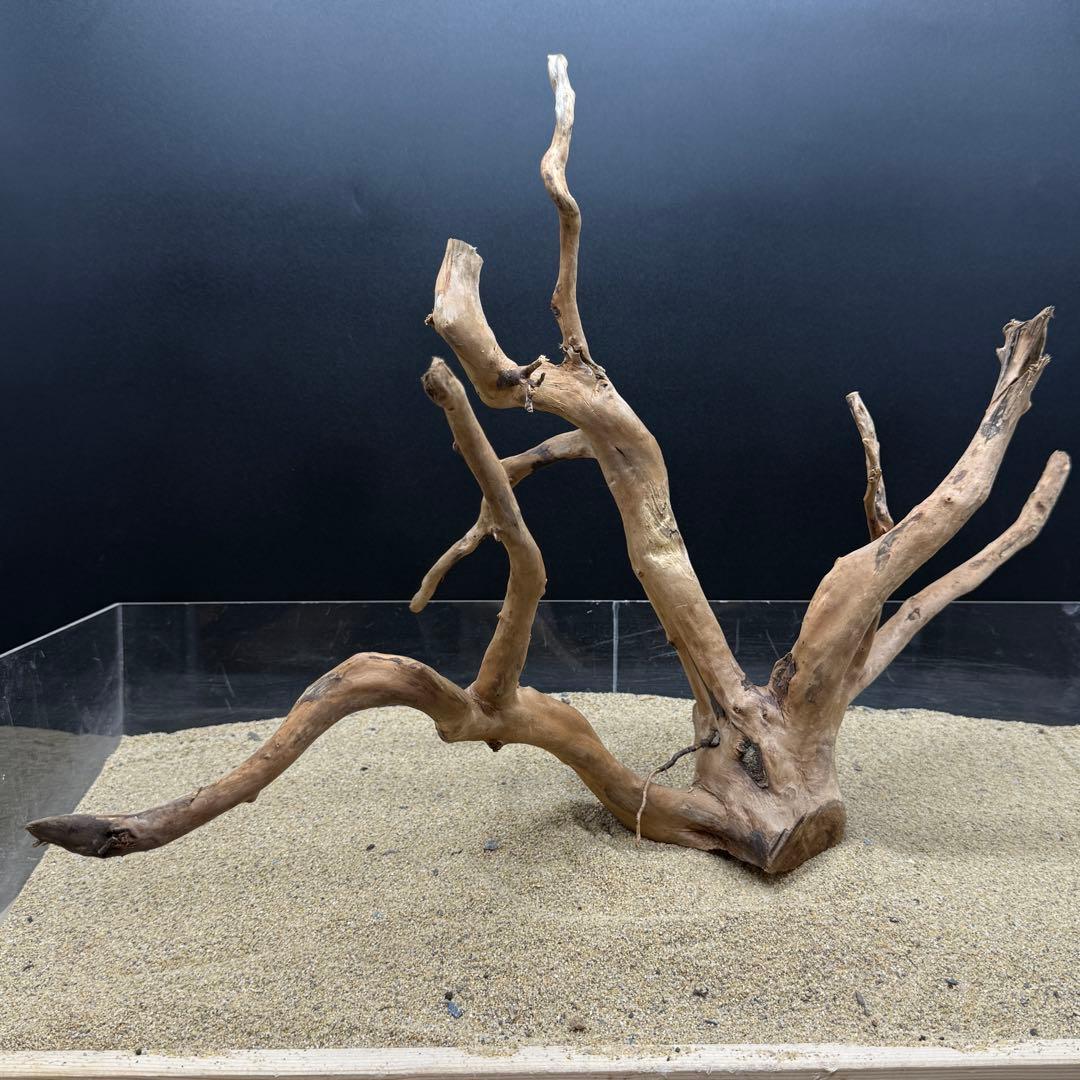 MDW-6785 MDW-6999 特大ブランチウッド　流木　枝流木