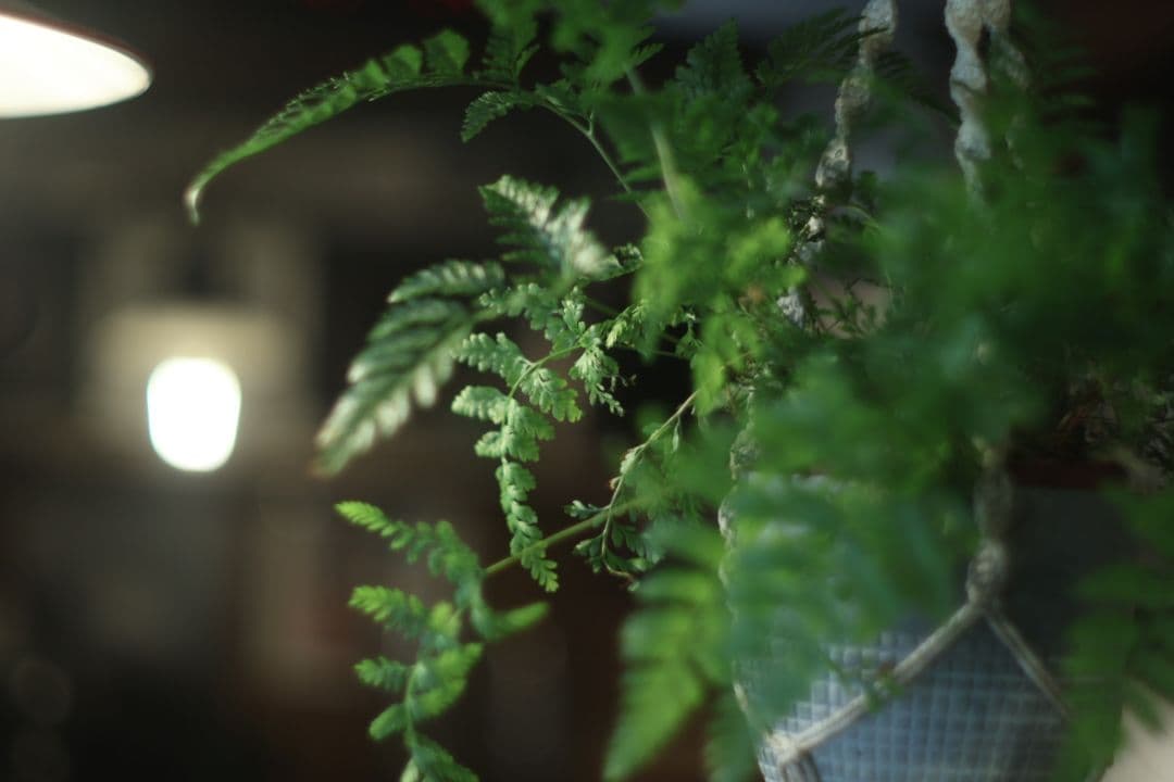 O*t様 FUJI EBC FUJINON 50mm f1.4