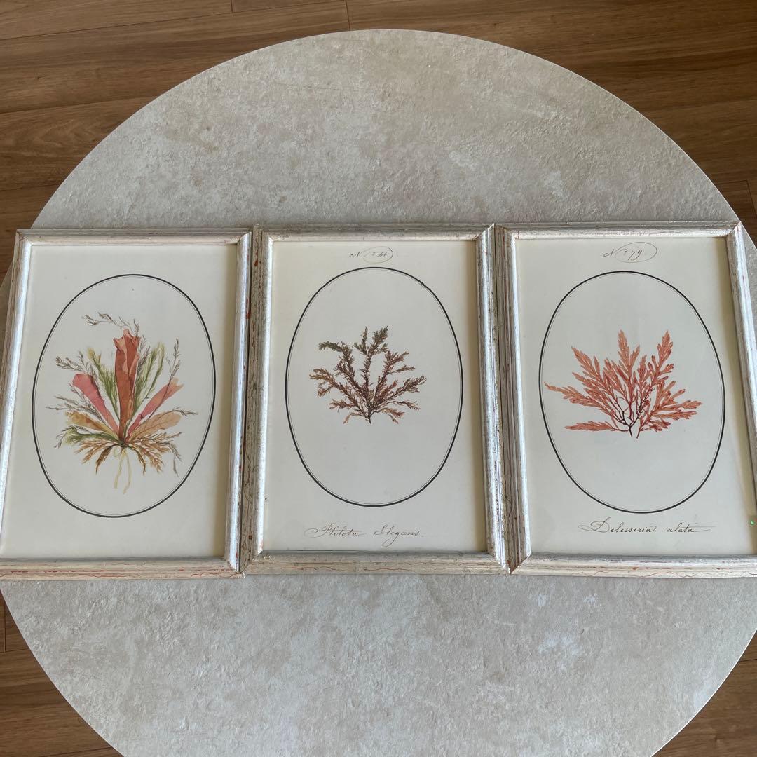 ブランドジュリエ　縦35×横25 3セット。