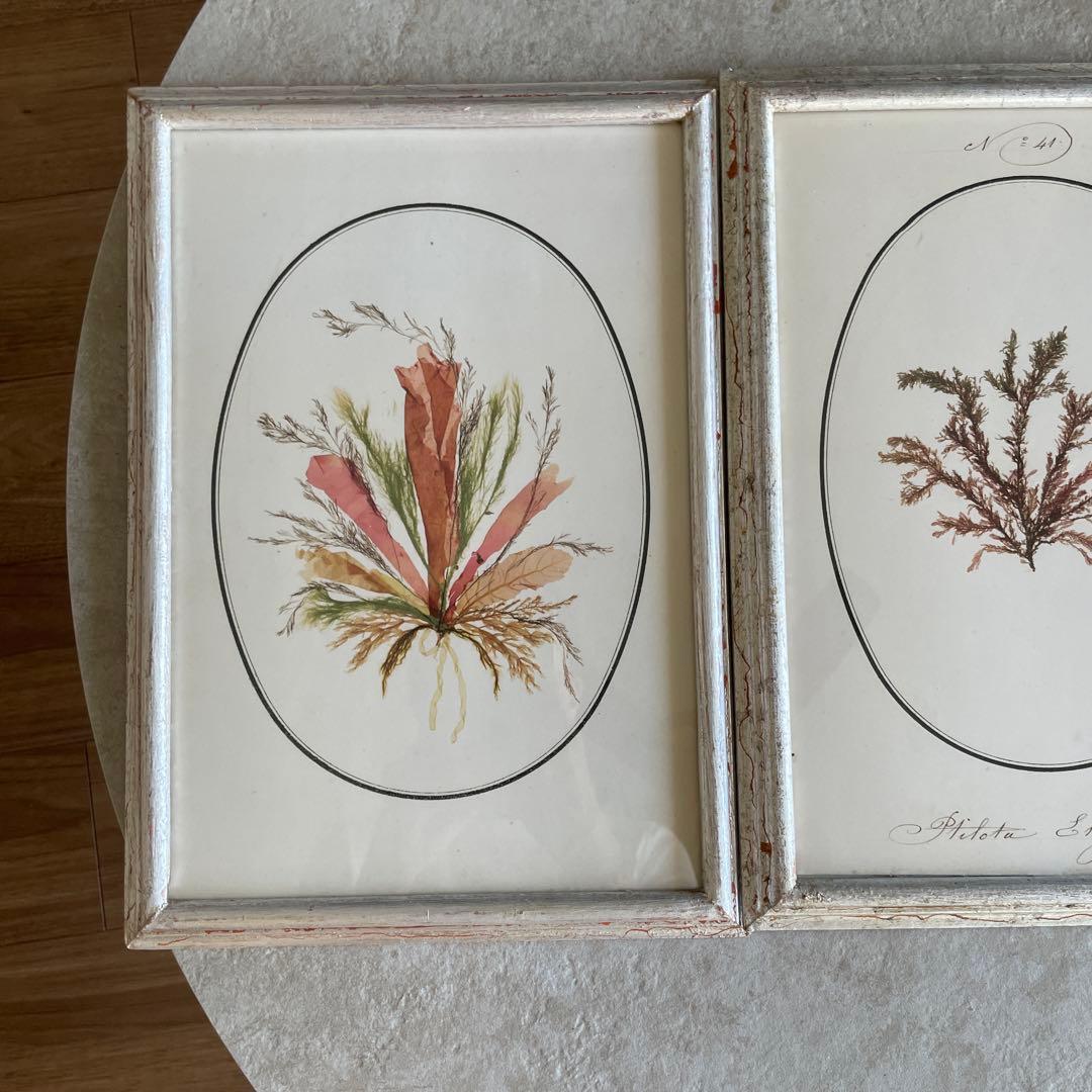 ブランドジュリエ　縦35×横25 3セット。