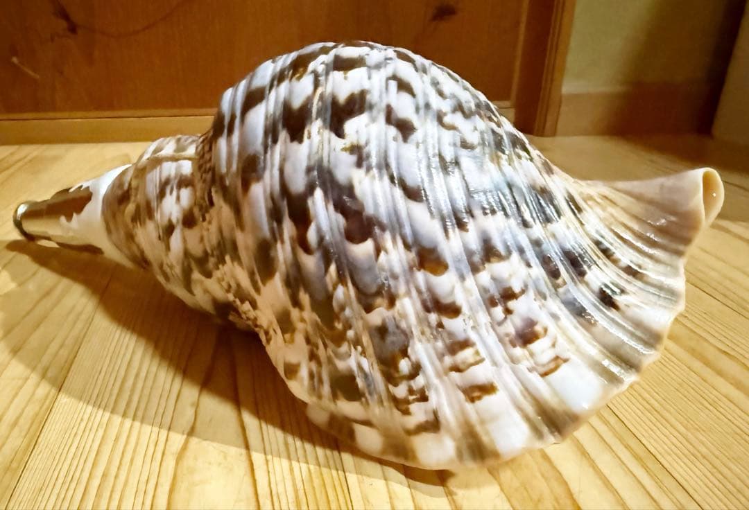 肉厚修験道法螺貝　山伏　密教　熊よけ　魔除け❣️ホラガイ　ほら貝