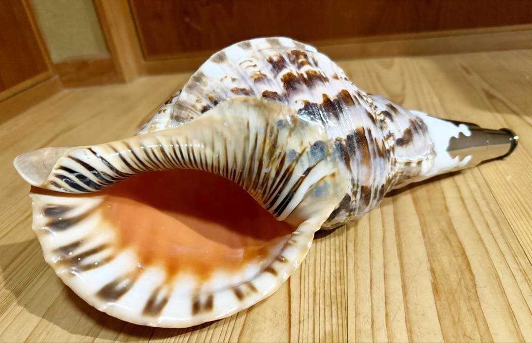 肉厚修験道法螺貝　山伏　密教　熊よけ　魔除け❣️ホラガイ　ほら貝
