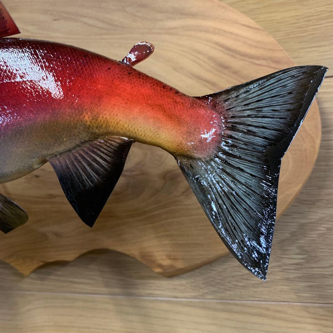 魚類剥製工房エフクラフト　晩秋の幅広セッパリヒメマス雄37センチ位 最終形態