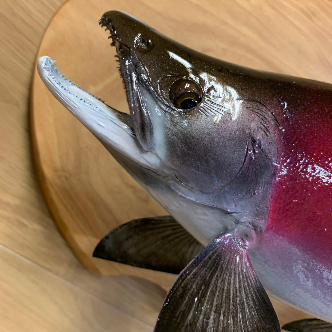 魚類剥製工房エフクラフト　晩秋の幅広セッパリヒメマス雄37センチ位 最終形態