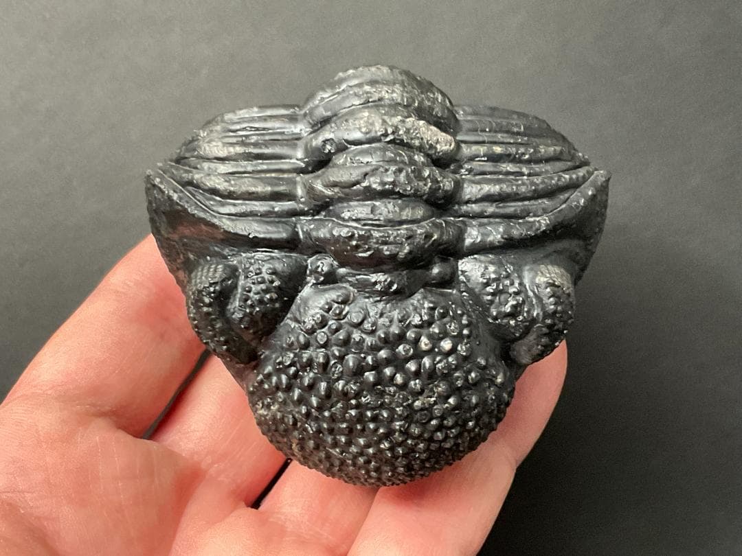 ドロトプス・メガロマニクス [PH59] 三葉虫 化石