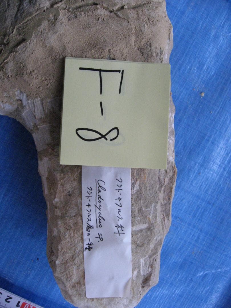 メ*4様 化石　F-8