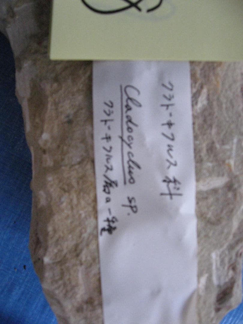 メ*4様 化石　F-8